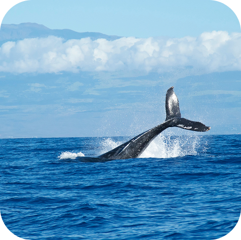 Avistamiento de ballenas en Reykjavík
